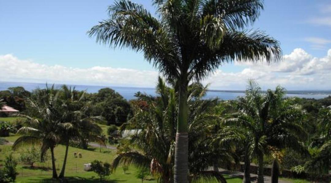 Island Goode'S - Luxury Adult Only Accommodation Near Hilo Papaikou Esterno foto