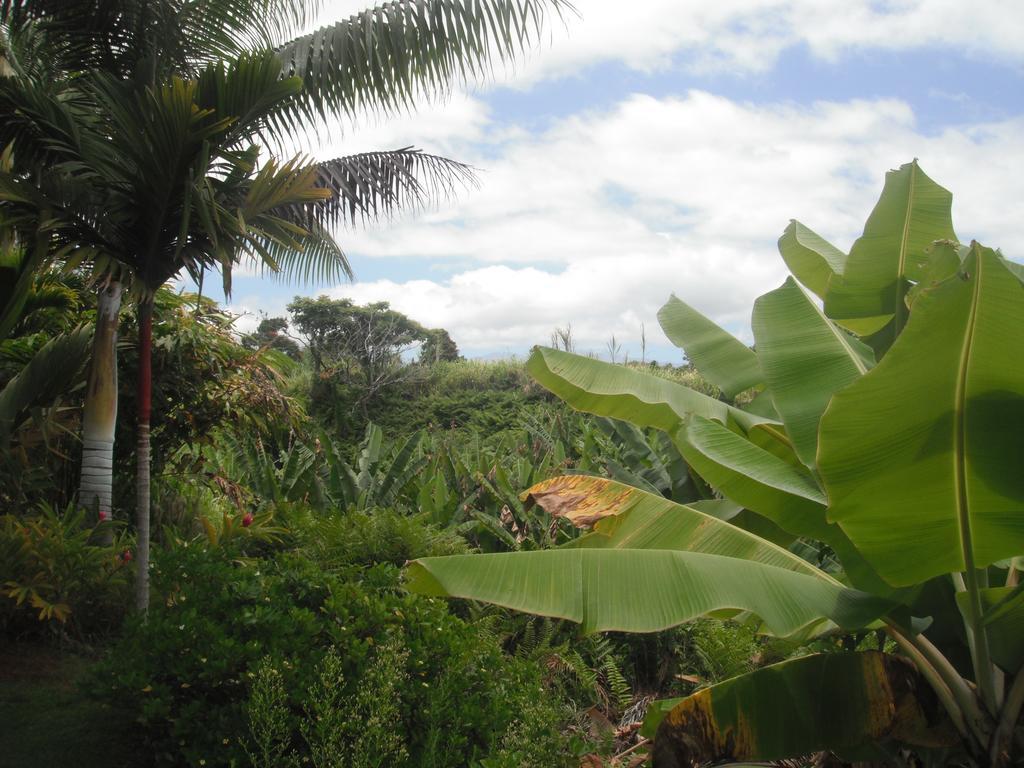 Island Goode'S - Luxury Adult Only Accommodation Near Hilo Papaikou Esterno foto