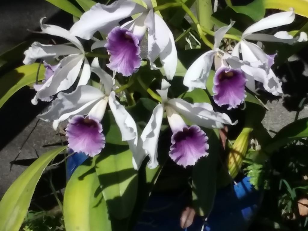 Island Goode'S - Luxury Adult Only Accommodation Near Hilo Papaikou Esterno foto
