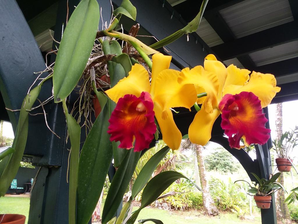 Island Goode'S - Luxury Adult Only Accommodation Near Hilo Papaikou Esterno foto