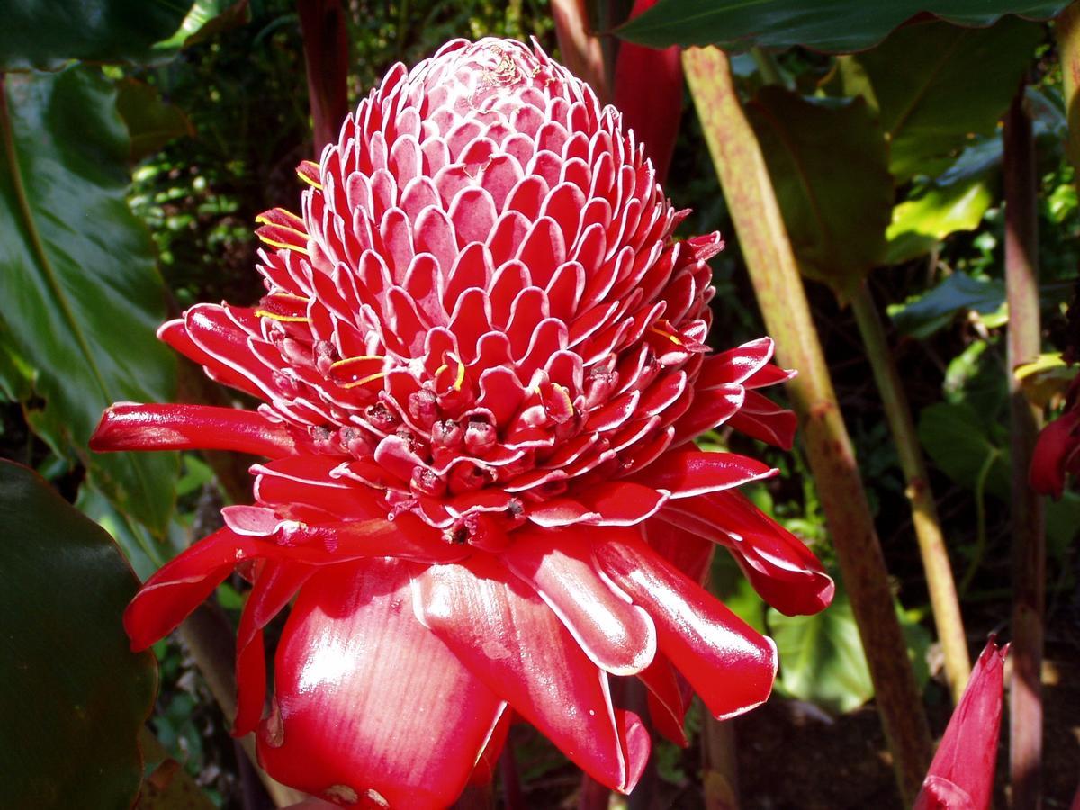 Island Goode'S - Luxury Adult Only Accommodation Near Hilo Papaikou Esterno foto