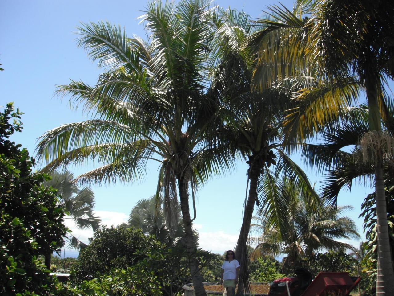 Island Goode'S - Luxury Adult Only Accommodation Near Hilo Papaikou Esterno foto