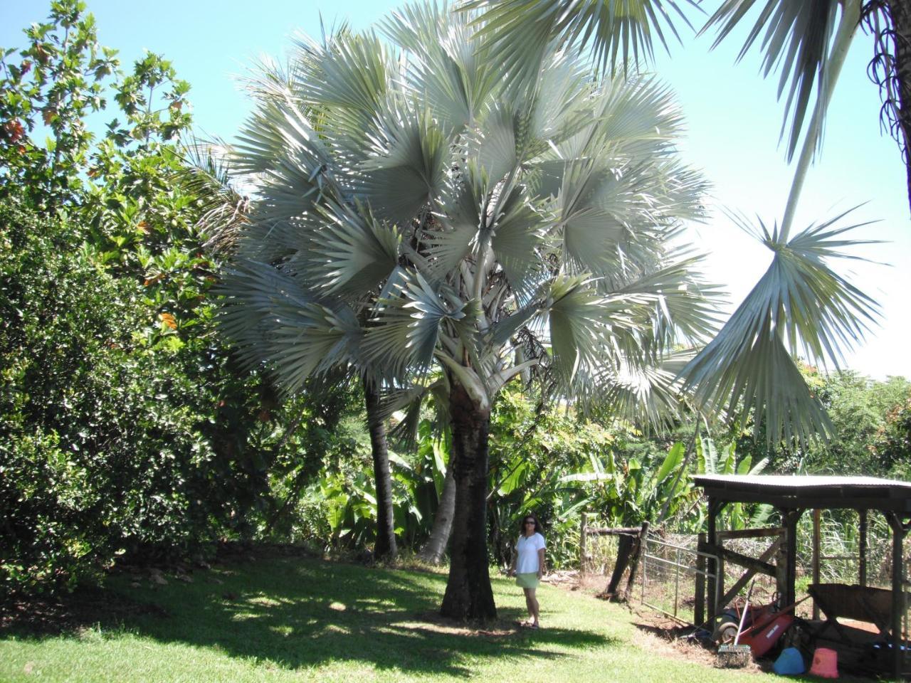 Island Goode'S - Luxury Adult Only Accommodation Near Hilo Papaikou Esterno foto
